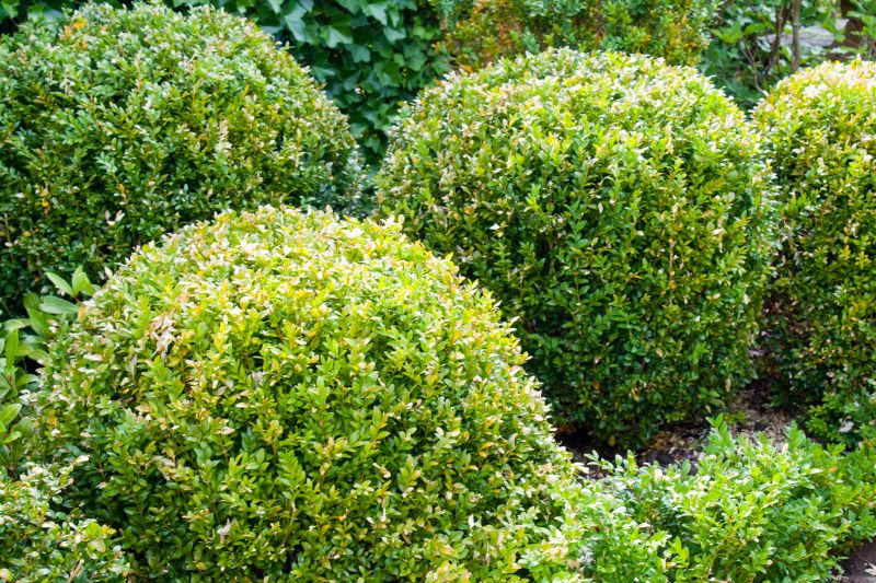 Healthy, Well-Maintained Shrubs