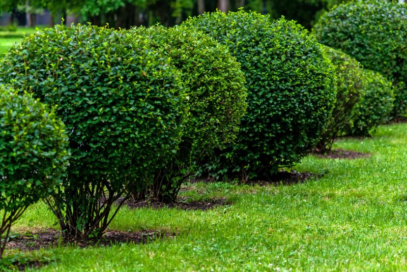 Trimmed Shrubs in a Landscape