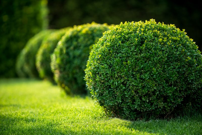 Qualified shrub care specialist